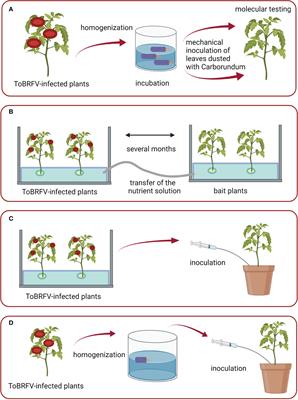 Tomato brown rugose fruit virus in aqueous environments – survival and significance of water-mediated transmission